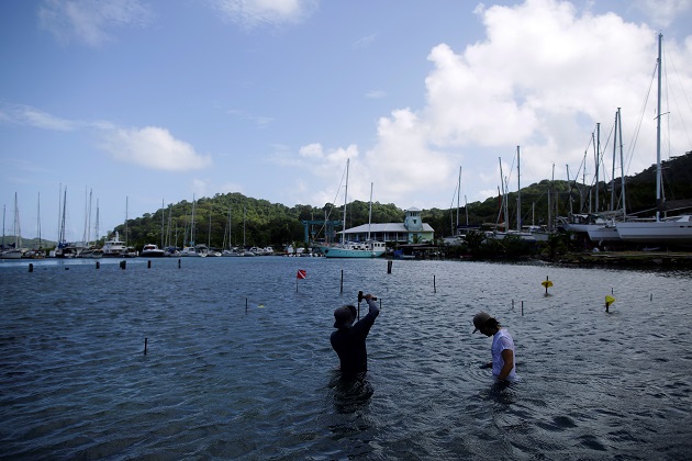 Un biólogo instala mallas para pepinos de mar en las costas caribeñas de Panamá, frente a las instalaciones de PanaSea. Foto: EFE