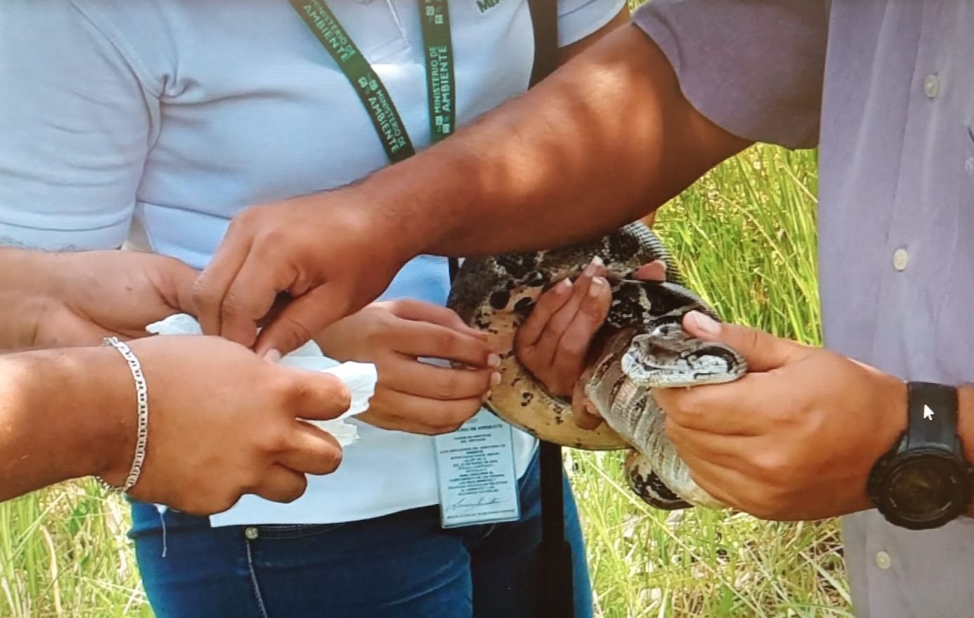 Una de las especies más afectadas por los Imave son las serpientes, Foto: Mayra Madrid