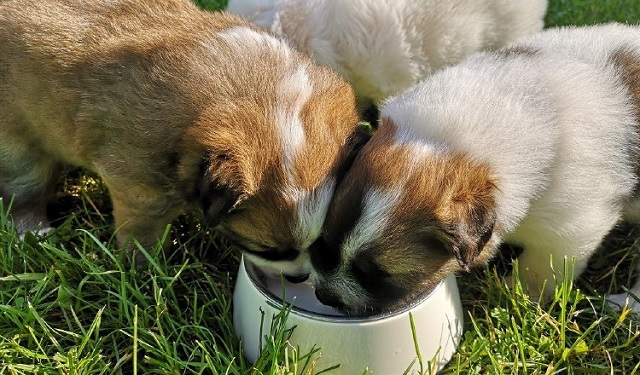 Asegúrese de que el cachorro tenga lo que necesita. Foto: Ilustrativa / Pixabay