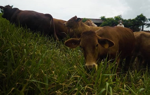 En Panamá, los criadores más importantes se ubican en Chiriquí y Veraguas. Foto: Cortesía HLM