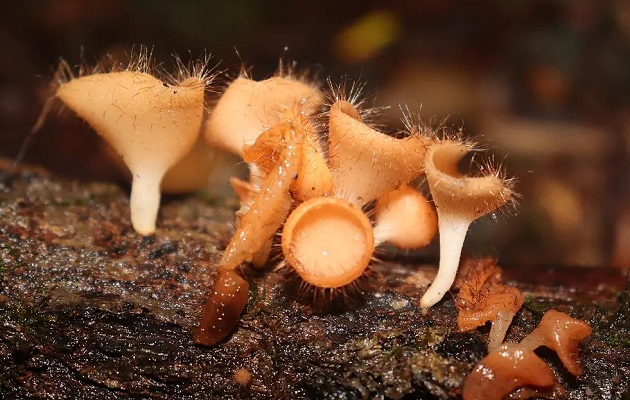 El hongo cookeina tricholoma es comestible. Foto Cortesía: Fundación Micológica