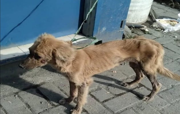 La perrita estaba en el contenedor sin agua ni comida. Foto. Diomedes Sánchez