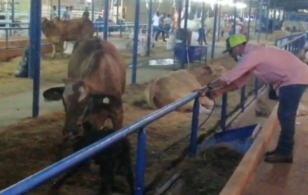 El hecho se registró pasadas las 8:00 de la noche, ante la mirada atónita de los visitantes que recorrían esta sección del evento ferial y quienes no parpadeaban observando el nacimiento del animal. Foto. Mayra MAdrid