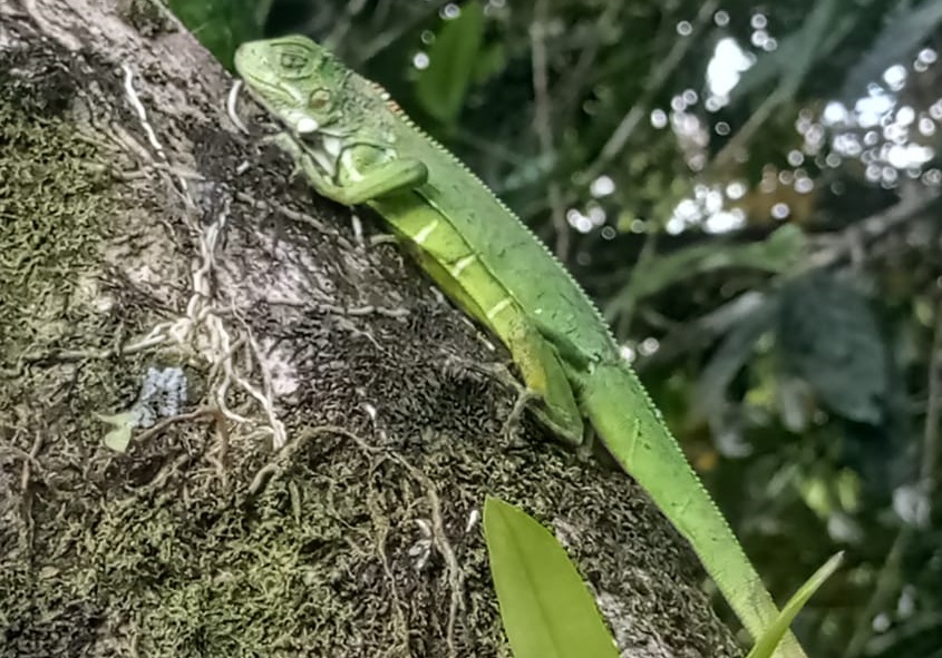 Las iguanas liberadas estaban en etapa juvenil y neonatal. Foto: Diomedes Sánchez 