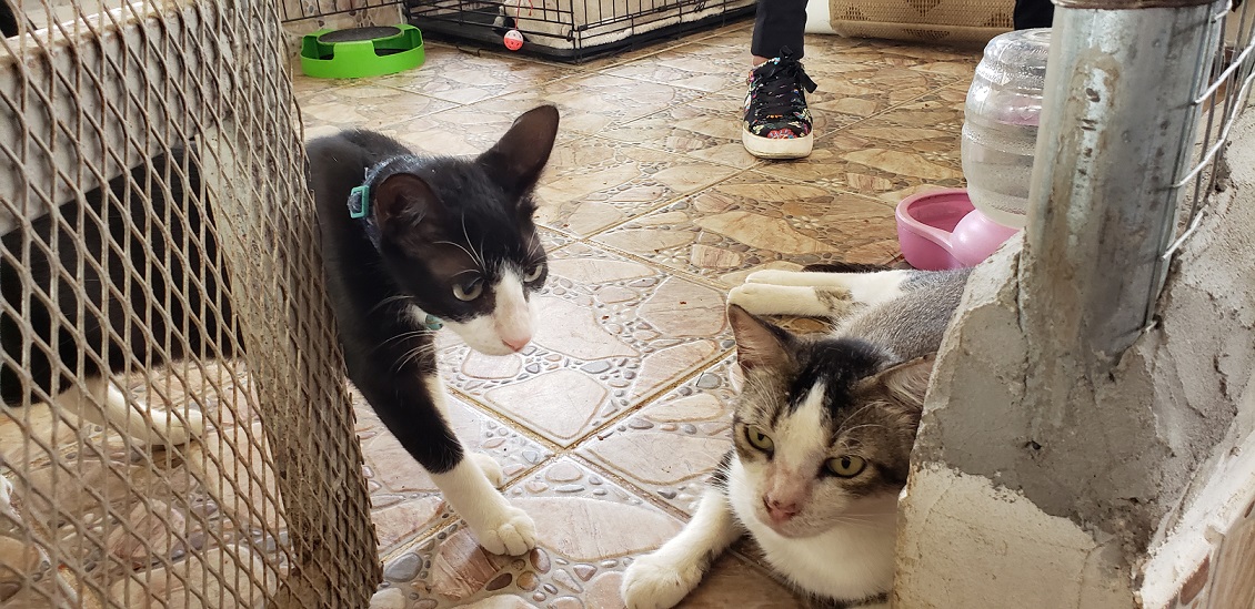 Gatos en el refugio. Foto: Fanny Arias