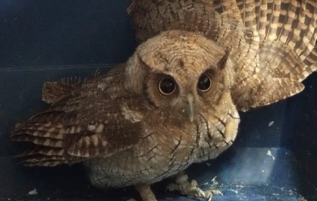 El búho quedará en observación y luego será liberado en su hábitat.Fotos: Cortesía MiAmbiente