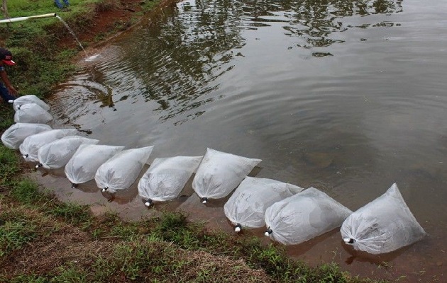 La primera fase del proyecto implicó la siembra de dos mil alevines de la tilapia gris y la tilapia roja, además de carpa común, caracol, almejas y colosoma. Foto, Eric Montenegro