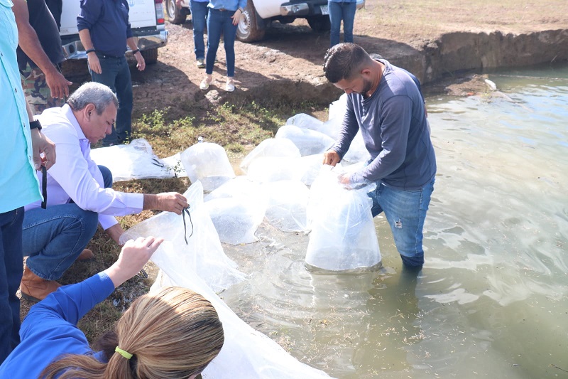 El Lago La Yeguada tenía doce años sin ser repoblado de tilapias. Foto: Cortesía ARAP.