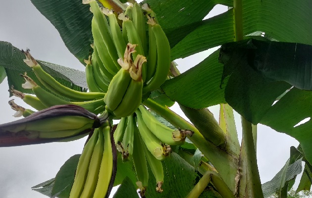 A consecuencia de las lluvias y la falta de riesgo con fertilizante las plantas están estresadas y ello ha provocado que la producción baje hasta en un 70%. Foto. José Vásquez