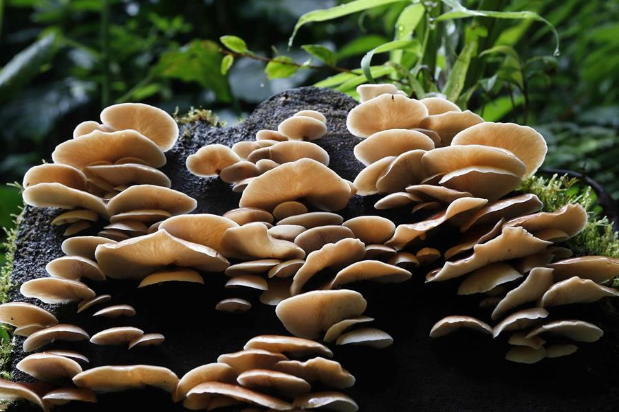 Hongos del bosque nuboso Palo Verde, una reserva natural ubicada en el centro de Costa Rica. EFE