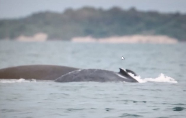 El avistamiento de las ballenas jorobadas cada año, es un verdadero espectáculo. Foto: Thays Domínguez.