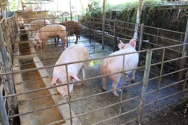 Los cerdos ahogados no tienen nada que ver con el proyecto solidario que se efectuará para las ventas de fin de año con el Ministerio de Desarrollo Agropecuario (Mida). Foto. Archivo