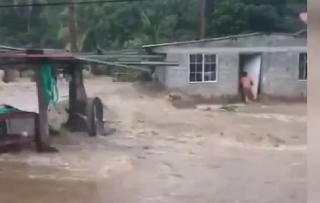 La fuerza de agua derribó varios árboles, además de arrastrar rocas.