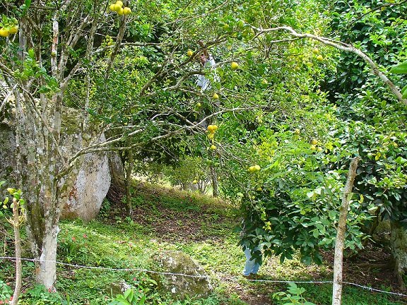  Se identificó al agente causal como Candidatus Liberibacter asiaticus. Foto: Eric A. Montenegro