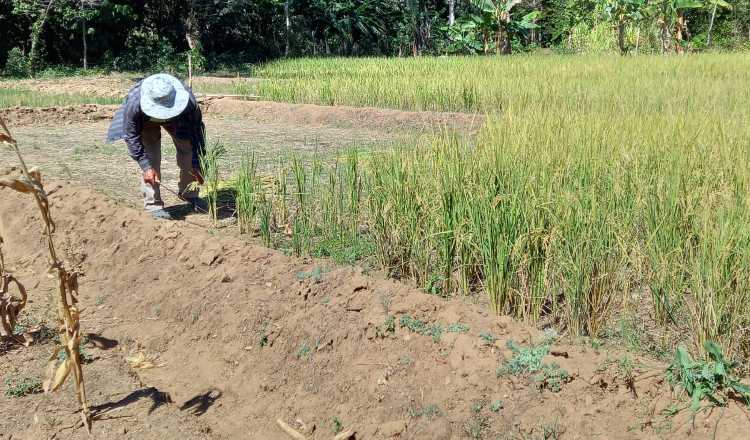 Según boletines del Mida, hasta septiembre de 2022, se habían sembrado 76 mil hectáreas de arroz. Foto: Archivo