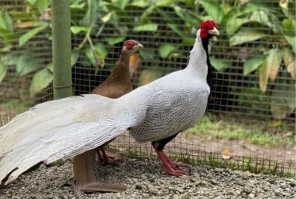 Siete de ellos son faisanes plateados. Foto: @nisperozoo