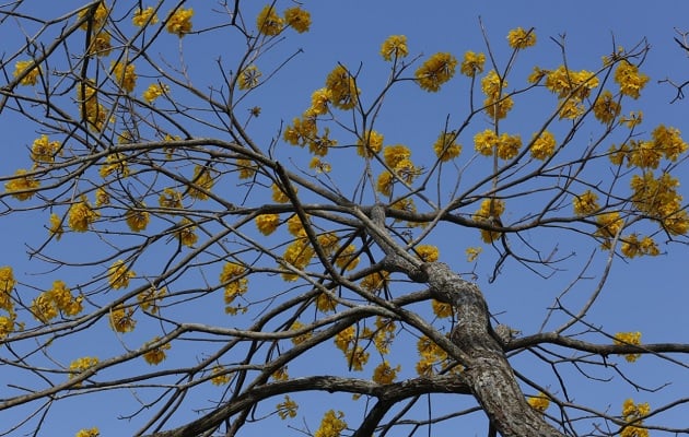 La madera de guayacán es pesada y de alta durabilidad. Foto: Cortesía MiAmbiente