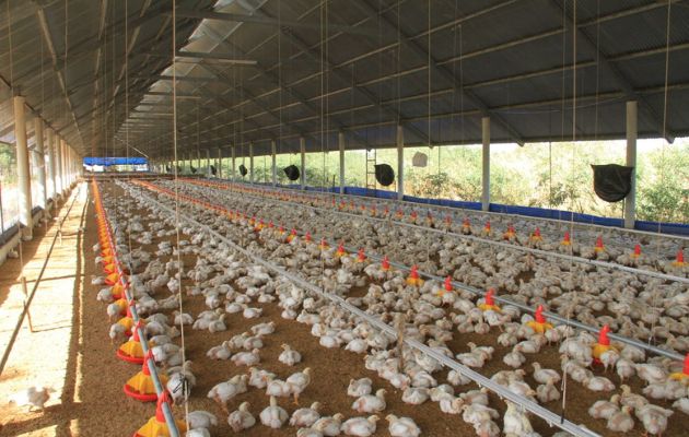 Se recomienda mantener a las aves encerradas. Foto: Cortesía MIDA