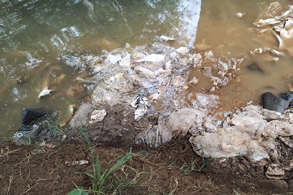 Las vísceras y extremidades de los cerdos se encontraban en bolsas, algunas de las cuales habían sido rasgadas por aves de rapiña. Foto. Eric Montenegro