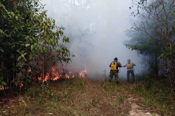 Se espera que en las próximas horas se sumen unas 40 unidades de diversas dependencias a estas labores de extinción. Foto. Cortesía  