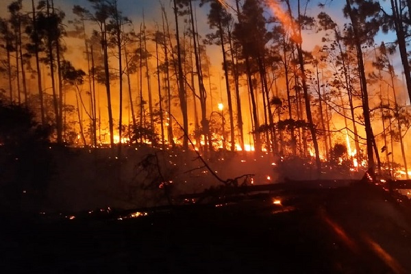 Las autoridades informaron que hasta ahora hay más de 100 hectáreas afectadas por este incendio de masa vegetal. Foto. Cortesía