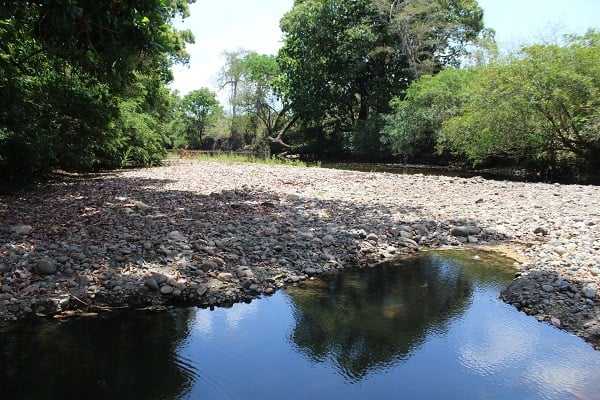 El río Chame ha estado presentando problemas de sequía desde hace años, debido a que en la parte alta de la cuenca, no existen suficientes bosques de galería, además de la práctica de ganadería. Foto. Eric Montenegro