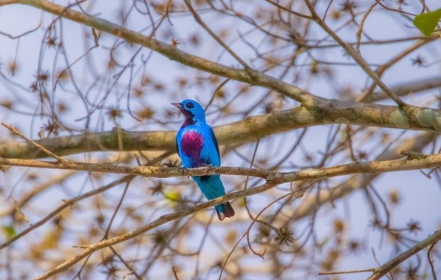 La Cotinga turquesa es una especie endémica regional, mundialmente amenazada. Foto: Quinn Díaz