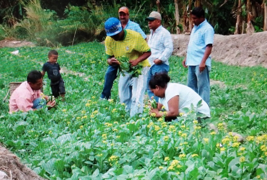 Los apagones eléctricos están perjudicando la producción agrícola. Foto: Eric A. Montenegro