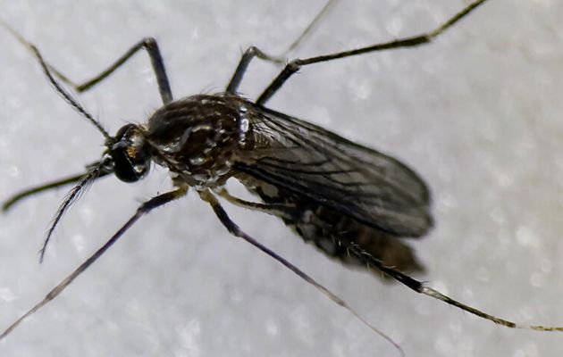 Chikungunya vaccine proven safe in trial