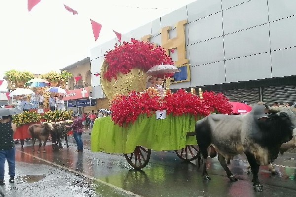 Durante todo el fin de semana, se efectuaron actividades y manifestaciones culturales y folclóricas del Chitré de antaño, así como cabalgatas y presentaciones artísticas en tarima. Foto. Thays Domínguez