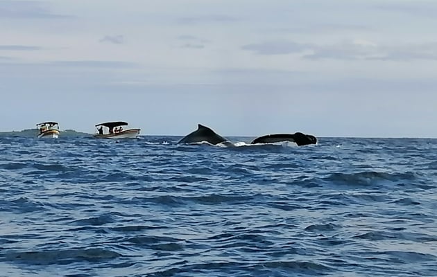 La observación de los gigantes del mar se ha convertido en una fuente de trabajo en Pedasí. Foto / Thays Domínguez.