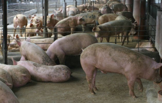 El consumo de la carne de cerdo producida en Panamá ha registrado un incremento. Foto: Grupo Epasa