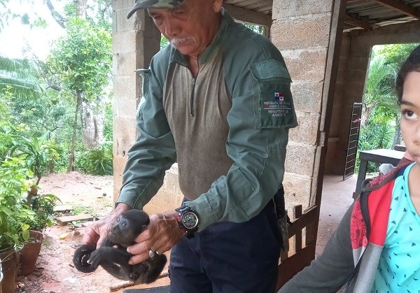 El primate fue entregado a guardaparques del área Recreativa Lago Gatún. Foto: Diomedes Sánchez 