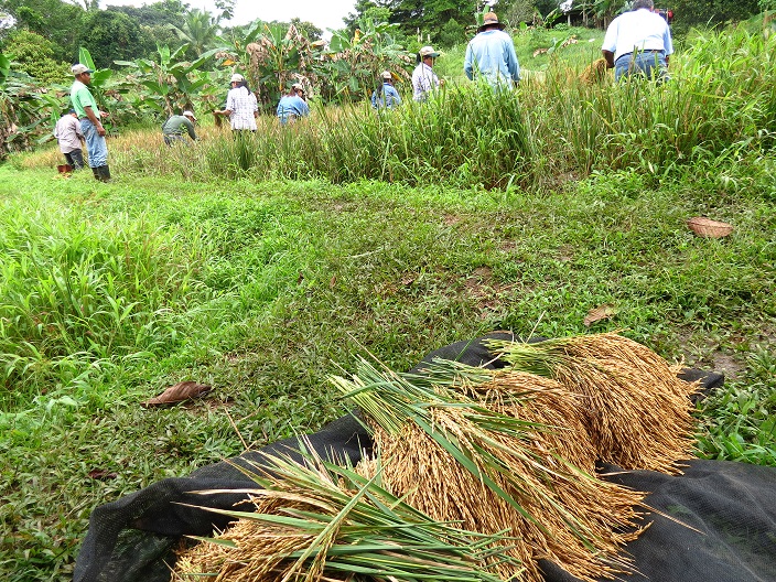 Productores de arroz en Chiriquí, no han reportado inconvenientes. Foto: Eric A. Montenegro 