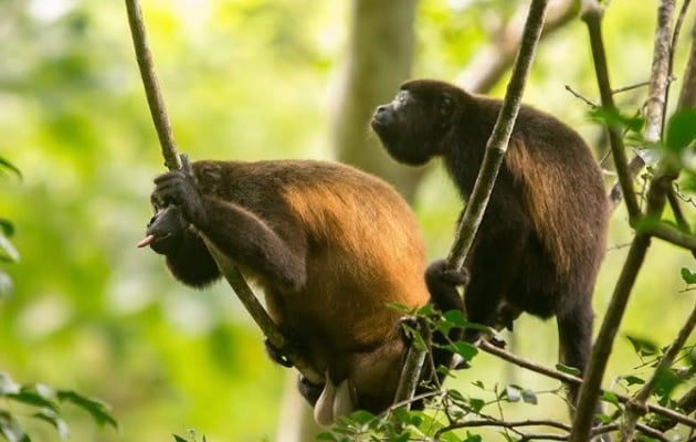 El historial de amenazas y el número total de  individuos calculados en el país para cada una de las subespecies figura en el libro. Foto: Cortesía