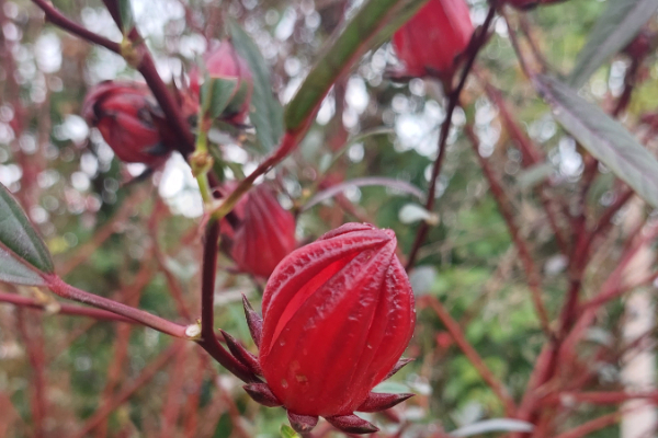 Flor de Jamaica. Foto: Belys Toribio