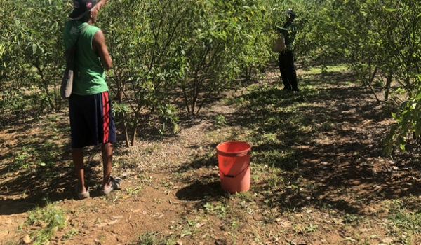 Samuel Falcón, propietario de un campo de cultivo de aproximadamente una hectárea, indicó que el precio de venta se ha mantenido, el cual está en $4.00 la libra. Foto. Thays Domínguez