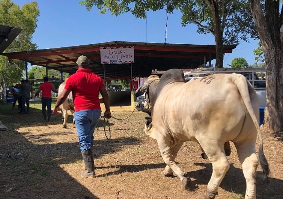 Unas 330 reses aproximadamente, entre ganado regional y de alta genética serán exhibidas en la feria. Foto: Thays Domínguez,