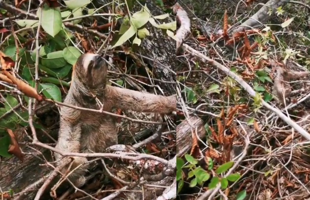 Un perezoso  rescatado en medio del desarrollo de un proyecto.  Foto: Cortesía