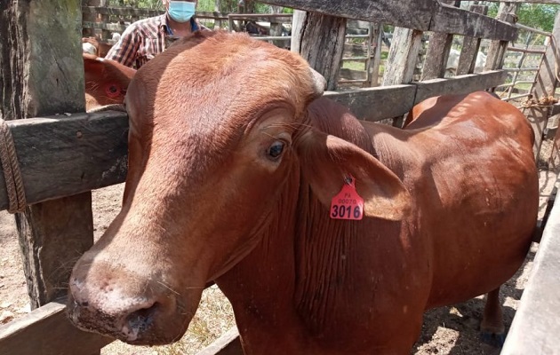 El censo se ejecutará del 1 al 30 de agosto de manera híbrida. Foto: Cortesía/Mida