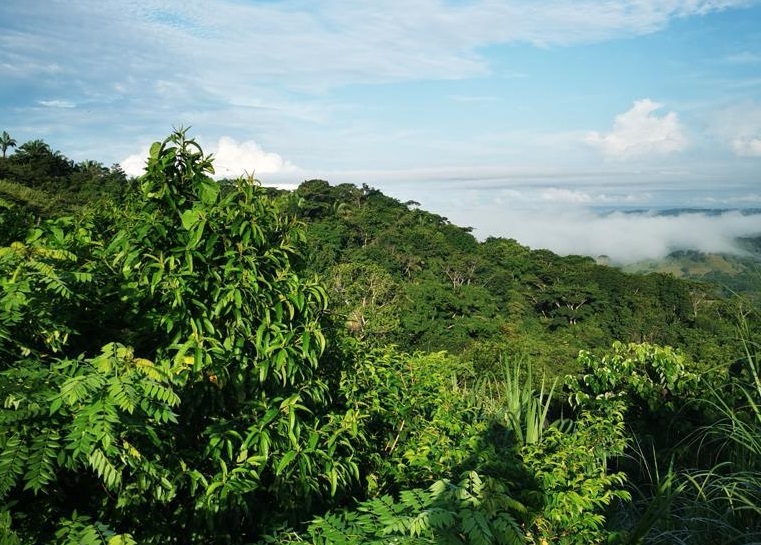  Actualmente es el hogar natural de una variada fauna aviar, reptiles y plantas. Foto: Cortesía.