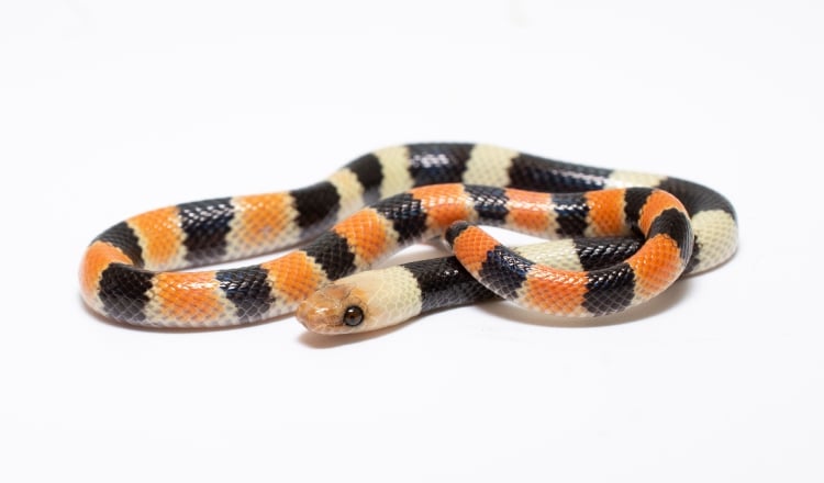 Ejemplar juvenil  de la serpiente Oxyrhopus occipitalis, captado por investigadores en Cana, Darién. Foto: Cortesía/Marcos Ponce