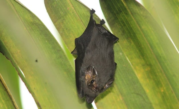 El murciélago de orejas cortas Cyttarops alecto Thomas se distribuye desde Nicaragua hasta Brasil. Cortesía/ Nelson Guevara