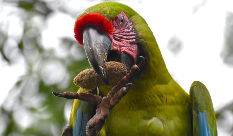 El guacamayo verde  es una de las especies de loros más reconocibles del mundo debido a su belleza e inteligencia. Foto: Cortesía/Enrique Pucci