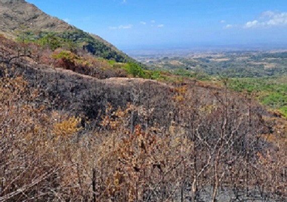 Se busca esclarecer si el incendio de masa vegetal fue provocado y a los autores del mismo. Foto: Eric Montenegro