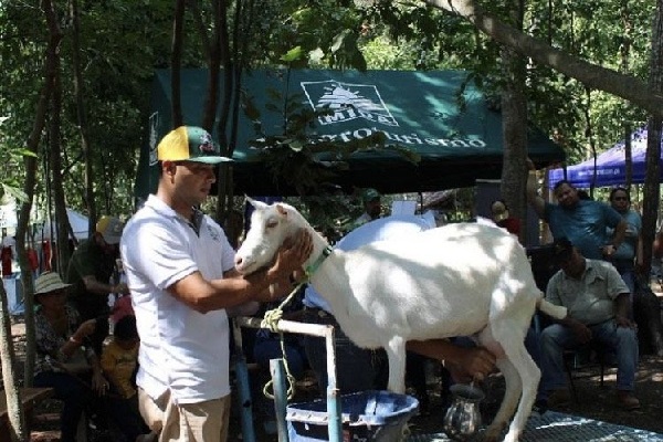 Se llevó a cabo un concurso de ordeño con la participación de ejemplares de cuatro fincas del país, degustación de productos, y charlas didácticas. Foto. Thays Domínguez