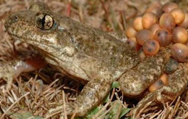 Ejemplar de sapo partero bético macho cargando con la puesta huevos. Foto: EFE