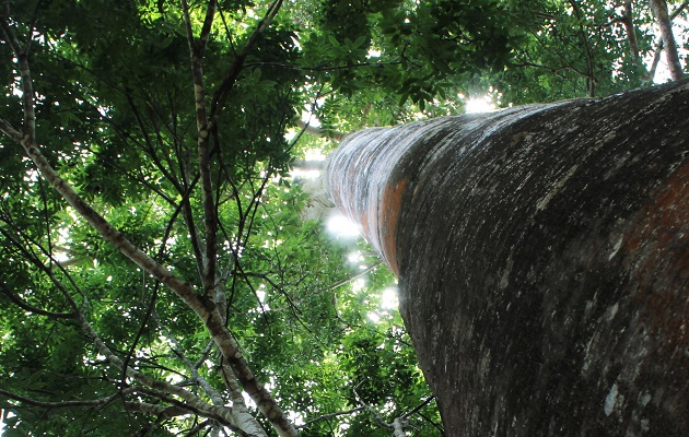 Los países tienen ahora mayor capacidad para vigilar sus bosques e informar sobre ellos. Foto: Cortesía/FAO