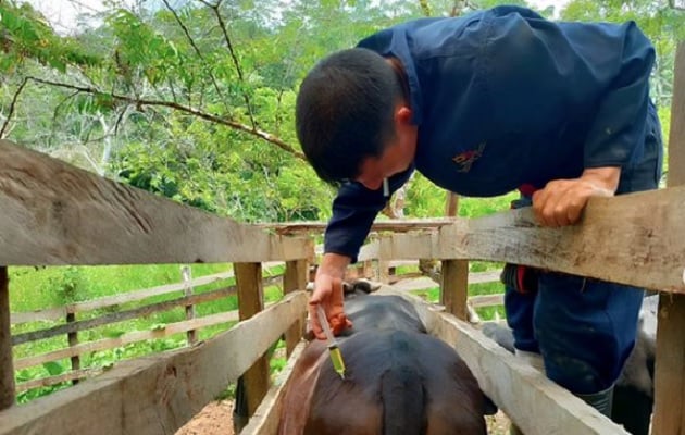 El incremento de casos del gusano barrenador no solo se ha dado en Panamá, sino también casi en toda América Latina. Foto, Archivo