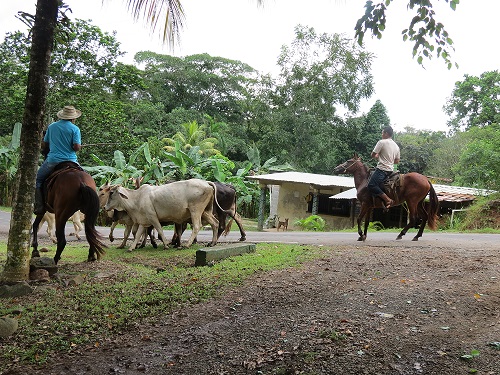 El Minsa llama a la población a limpiar heridas y cubrirlas, si hay proliferación de moscas. Foto: Eric A. Montenegro.